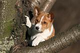 BASENJI 244